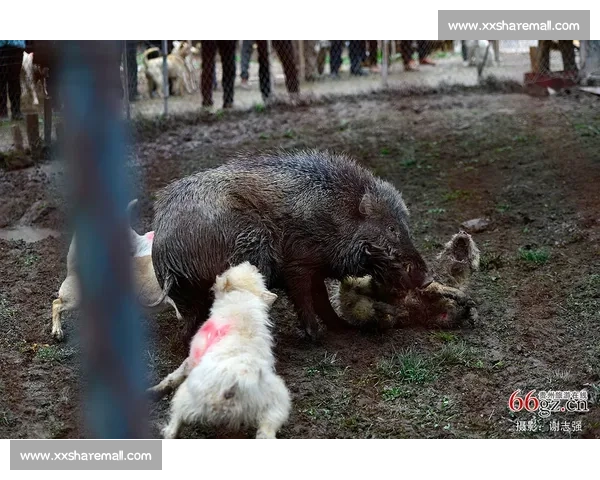 赛级犬精彩对决现场解析及训练技巧全面指南 赛级犬精彩对决现场解析及训练技巧全面指南
